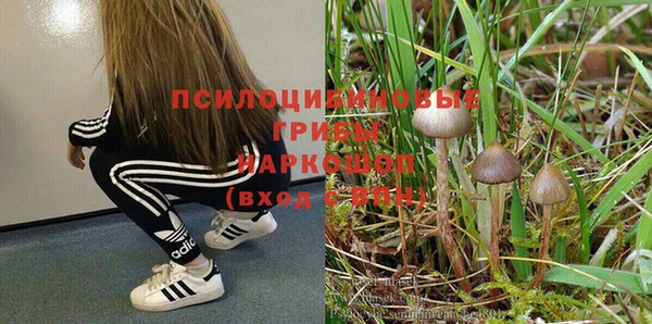индика Абаза